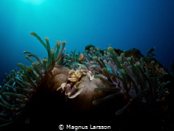 Porcelain anemone crab, Neopetrolisthes maculatus, catchi... by Magnus Larsson 
